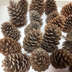 松ぼっくり　大王松？　約30個　まとめ売り　松かさ　大量　飾り　工作にの画像