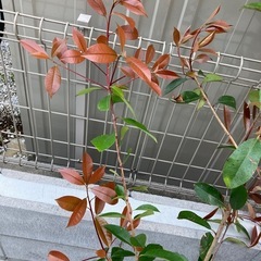 レッドロビン　植物　木　庭　外構　家庭菜園　ガーデニングの画像