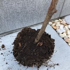 レッドロビン　植物　木　庭　外構　家庭菜園　ガーデニングの画像