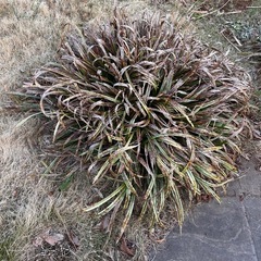 植物　カレックス
