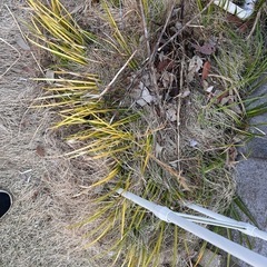 植物　カレックス