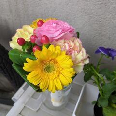 どなたか育てて下さる方、お願い致しますの画像