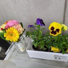 どなたか育てて下さる方、お願い致します