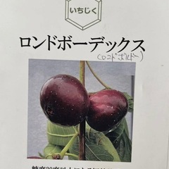 いちじく苗木【ロンド・ボー・デックス】3の画像