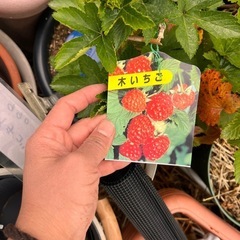 木苺の苗