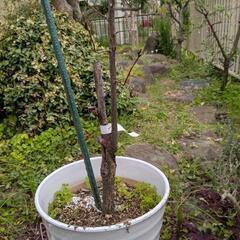 　無料　植物　の画像