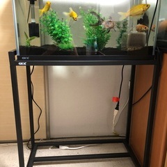 ６０センチ水槽台