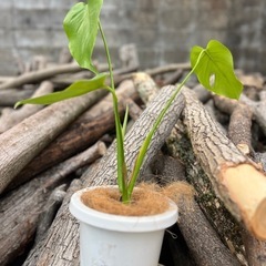 　観葉植物　モンステラ