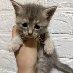 グレーキジ女の子🐱