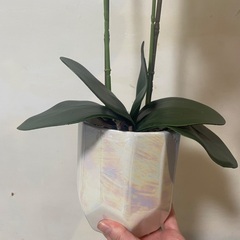 造花　胡蝶蘭の画像