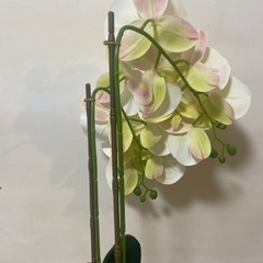 造花　胡蝶蘭の画像