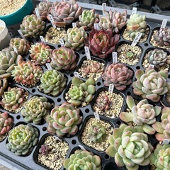 多肉植物　プラグ苗　1苗300円 名前付きの画像