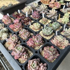 多肉植物　プラグ苗　1苗300円 名前付きの画像