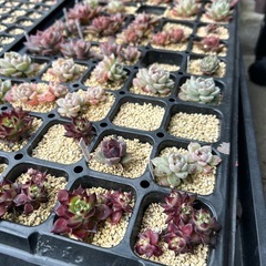 多肉植物　プラグ苗　1苗300円 名前付きの画像