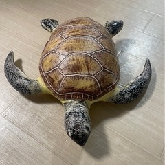 カメさん