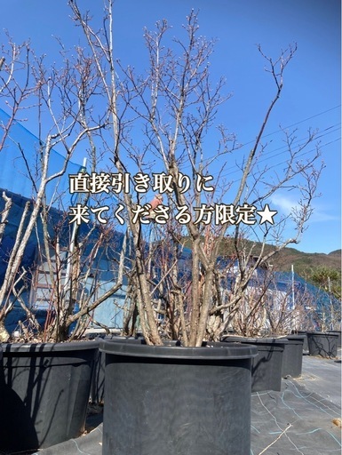 【取引済み】ブルーベリーの木(9本)　鉢植え