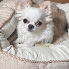 犬友募集🐶 - 友達