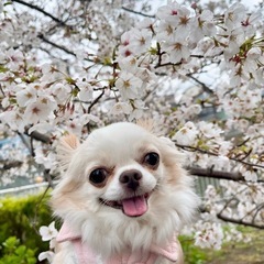 犬友募集🐶