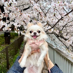 犬友募集🐶 - 江東区