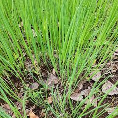わけぎ　20本の画像