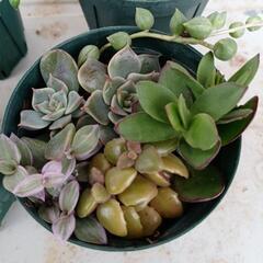 ✡️お取引中✡️ミニ多肉植物の寄せ植え🌿