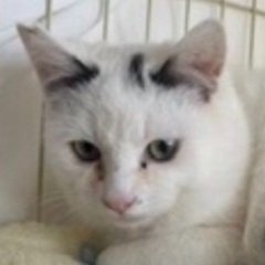 🌸緊急臨時開催‼️🐈４月１３日(日)すみれペットクリニック様にて...