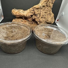 クワガタ【早いもの勝ち❗️】ギラファノコギリクワガタ幼虫×2  （クワガタ　カブトムシ専門） の画像