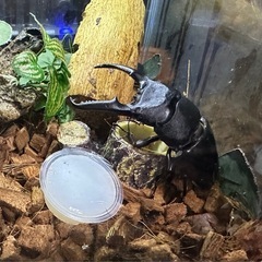 クワガタ【早いもの勝ち❗️】パラワンオオヒラタクワガタ幼虫×2 ...