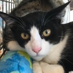 🌼４月２０日(日)🌼すみれペットクリニック様にて『 立川地域猫の...