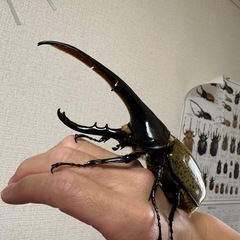 カブトムシ【早い者勝ち❗️】ヘラクレスオオカブト幼虫×2  （ク...