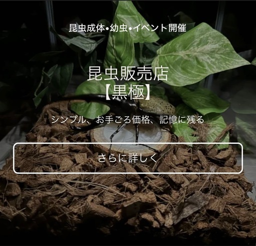 カブトムシ【早い者勝ち❗️】ヘラクレスオオカブト幼虫×2 （クワガタ 