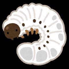 カブトムシの幼虫