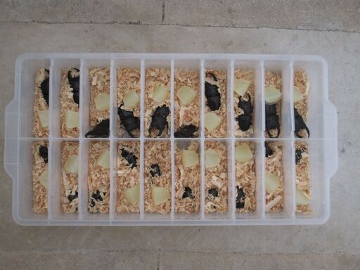 大型血統　久留米産オオクワガタ　越冬成虫　♂10匹♀10匹セット②　送料サービス