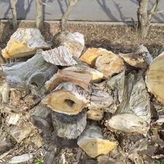 薪（シイノキ枯木）