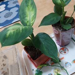 観葉植物 ディフェンバキア
