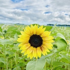 農業を中心としたマルチワークスタッフの画像