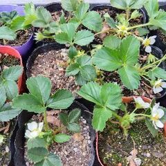 🍓いちご苗　プランターでいかが？