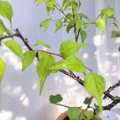 🫒台湾小梅 🤭梅酒 🌱🌈元気の良い苗木 約75cmの画像
