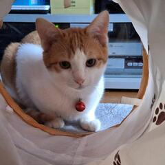生後4ヶ月子猫仲良し兄弟❁⃘*.ﾟ - 里親募集