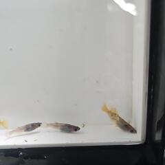 お話し中　めだか　菊虎