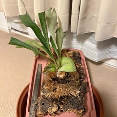 ビカクシダ　コルク付き