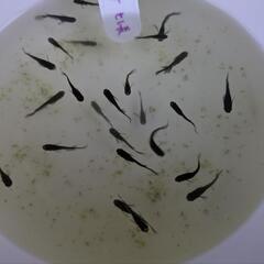 オロチ ヒレ長 めだかの画像