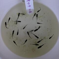 オロチ ヒレ長 めだかの画像