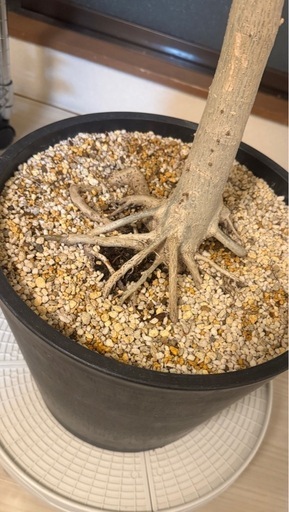 フィカス・ウンベラータ【観葉植物】
