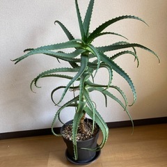 キダチアロエ