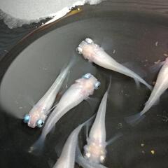 お渡し待ち★めだか〜ポニョ　出目半ダルマ　3ペア+メス1若魚　屋...