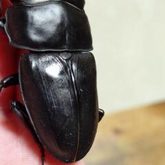 No14の画像
