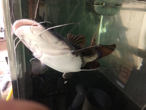 大幅値下げ！レッドテールタイガーショート