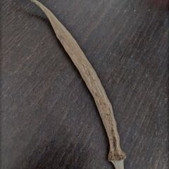 オクラの種