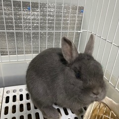 うさぎ - その他